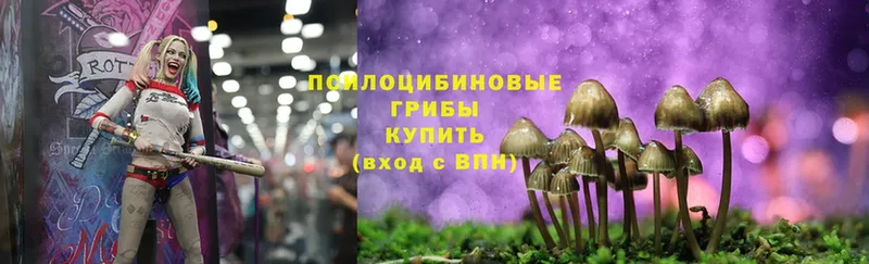 купить наркотик  Велиж  Псилоцибиновые грибы Magic Shrooms 